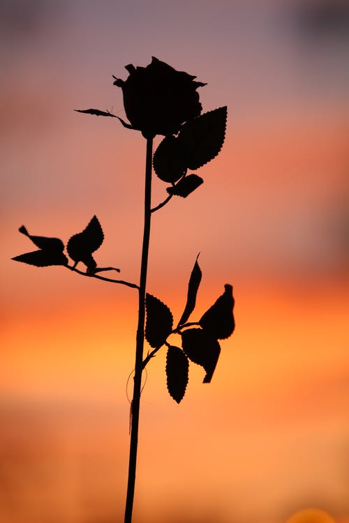 有关剪影, 垂直拍摄, 干的免费素材图片