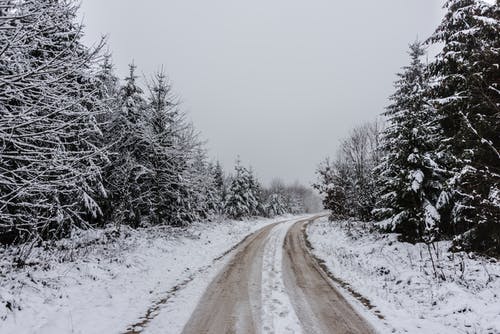 树木之间的积雪的道路 · 免费素材图片