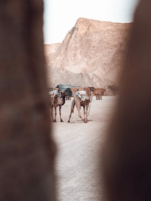 布朗骆驼在外地的照片 · 免费素材图片