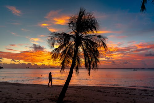日落海滩上的棕榈树 · 免费素材图片