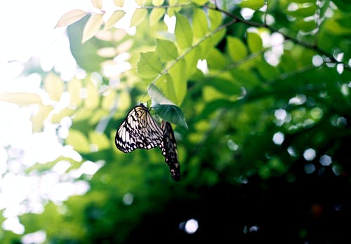 黑色和白色蝴蝶棕色树枝上 · 免费素材图片