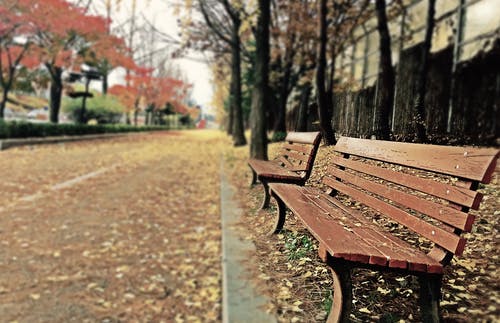 棕色长木凳与布朗干树叶 · 免费素材图片