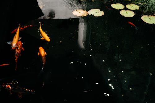 池塘里的锦鲤 · 免费素材图片
