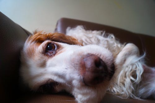 White And Tan英国可卡犬 · 免费素材图片