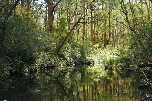 有关天性, 景观, 森林的免费素材图片