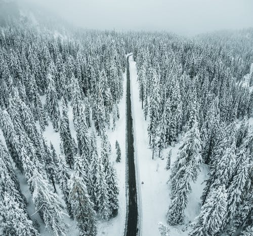 大雪覆盖的松树 · 免费素材图片