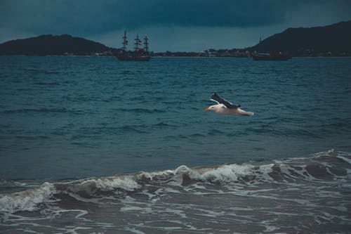 有关剪影, 动物, 动物园的免费素材图片