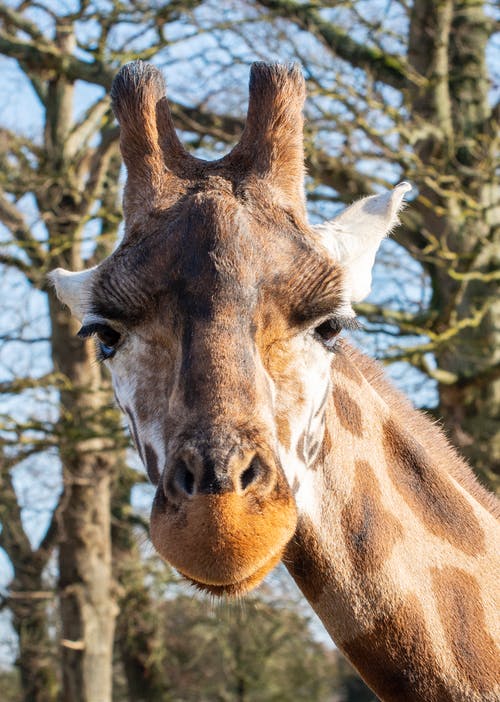 有关偶蹄目, 动物, 动物摄影的免费素材图片
