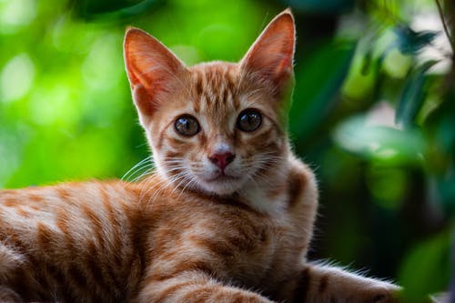 有关凝视, 动物, 动物摄影的免费素材图片