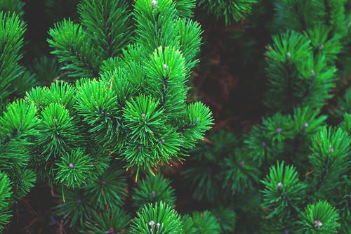 绿色杉树在倾斜移位镜头摄影 · 免费素材图片