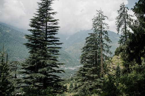 云杉生长在野生山谷的山坡上 · 免费素材图片