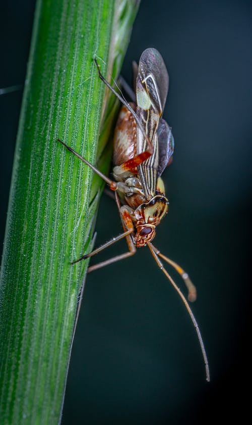 昆虫在叶子上的特写照片 · 免费素材图片