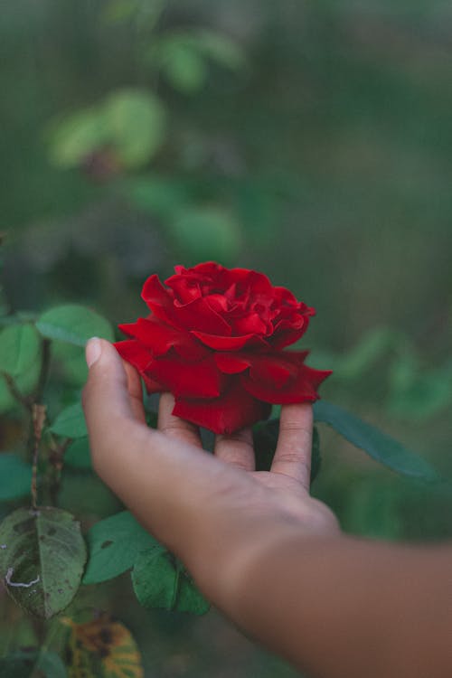 有关不露面, 人, 充满活力的免费素材图片