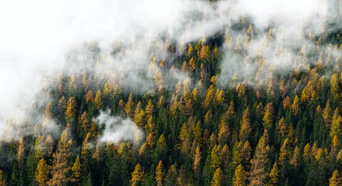 多云的森林 · 免费素材图片