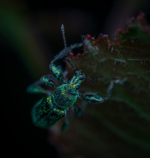 象鼻虫的特写照片 · 免费素材图片