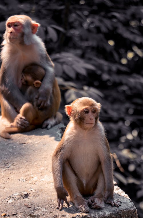 棕色的猴子，坐在混凝土上 · 免费素材图片