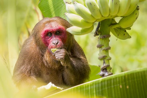 香蕉树上的棕色猴子 · 免费素材图片