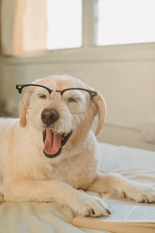 可爱的小狗在床上打着哈欠的眼镜 · 免费素材图片