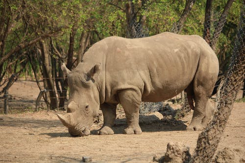 有关动物, 动物摄影, 厚皮类动物的免费素材图片
