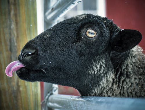 笼子里的黑羊 · 免费素材图片