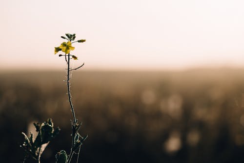 有关宏观, 植物群, 田的免费素材图片