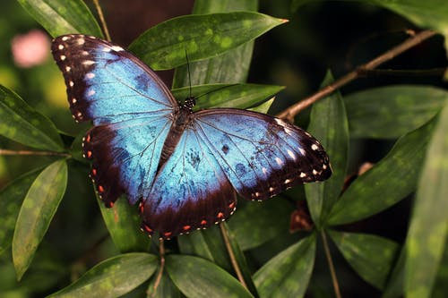 绿色的叶子上的蓝色和黑色蝴蝶 · 免费素材图片
