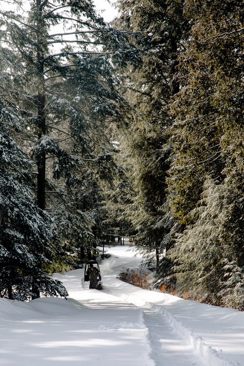 在绿树环绕的雪原上的人骑车 · 免费素材图片