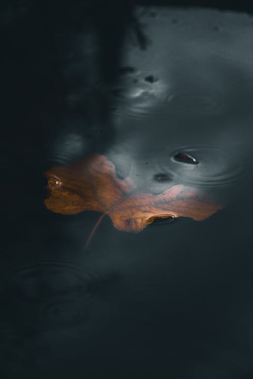 干叶在水面上的照片 · 免费素材图片