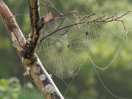 树干上蜘蛛网的浅焦点照片 · 免费素材图片