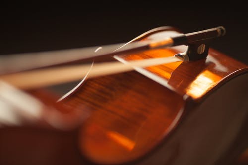 雪松顶级小提琴 · 免费素材图片