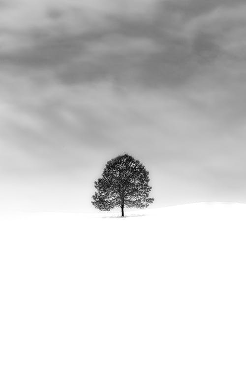 在积雪覆盖的田野上树的灰度照片 · 免费素材图片