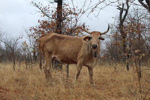 有关下落, 乾的, 动物摄影的免费素材图片