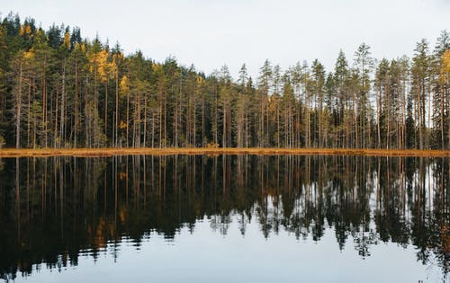 有关俄国, 天性, 树木的免费素材图片