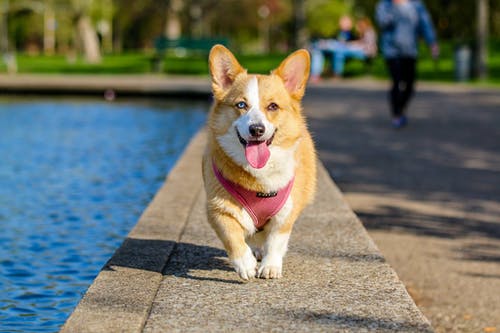 在水体附近的成年棕色和白色彭布罗克威尔士科基犬 · 免费素材图片