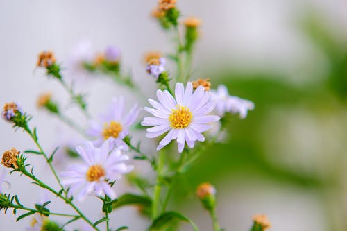 白翠菊花的选择性聚焦摄影 · 免费素材图片