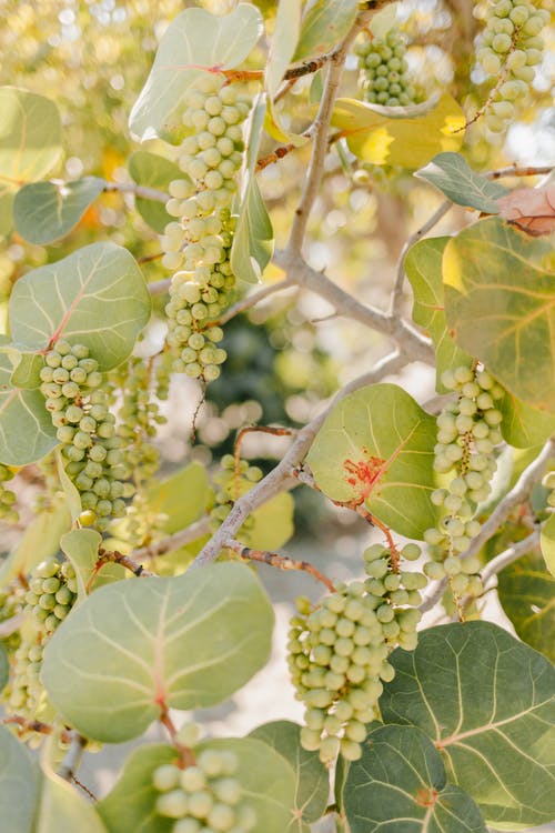 葡萄酒农场中的绿色葡萄的分支 · 免费素材图片