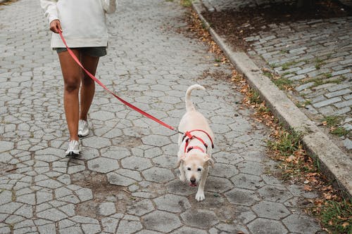 作物族裔女人walking狗在大街上 · 免费素材图片