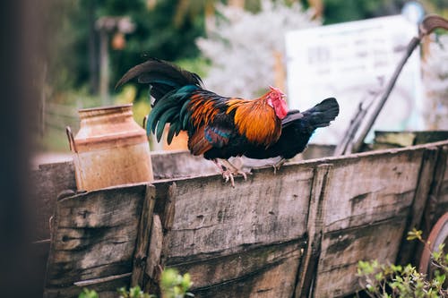 黑色和橙色的公鸡 · 免费素材图片