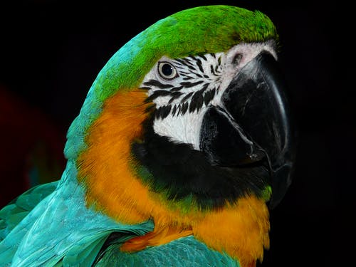 绿色黑色白色黄色和蓝绿色鹦鹉 · 免费素材图片