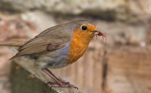 有关erithacus rubecula, 侧面图, 冷静的免费素材图片