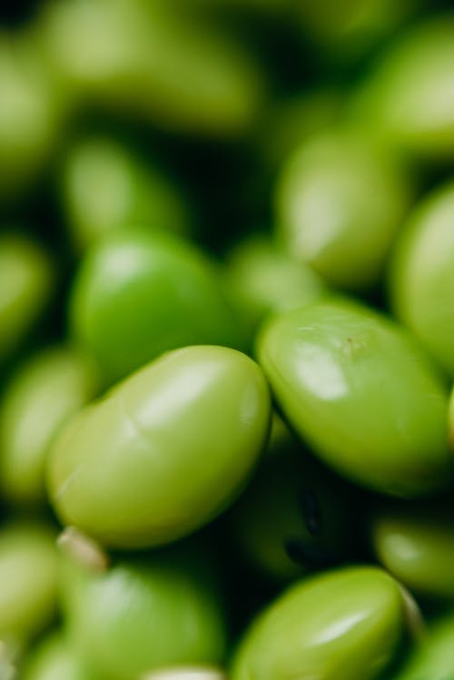 绿豆 · 免费素材图片