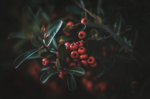 红浆果的浅焦点照片 · 免费素材图片