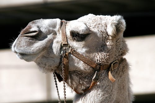 关闭了灰色骆驼的照片 · 免费素材图片