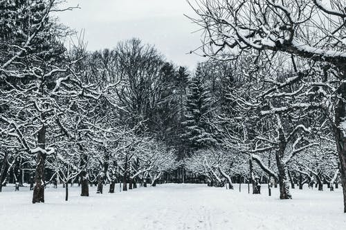 公园里的白雪覆盖的树木 · 免费素材图片