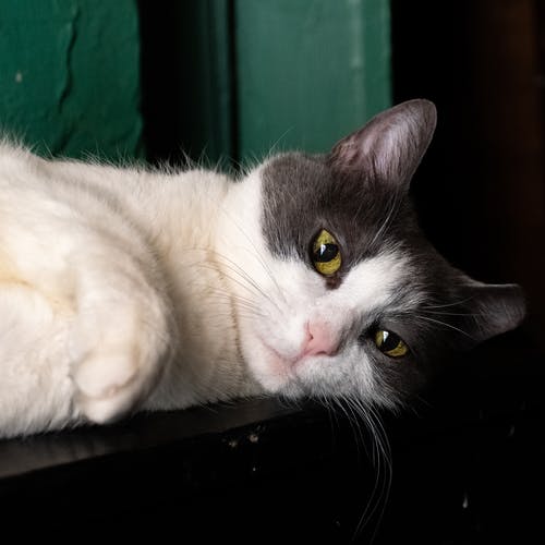 猫的脸照片 · 免费素材图片