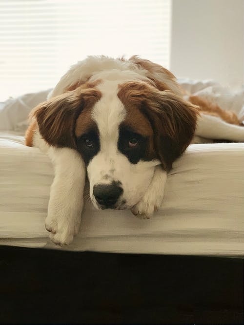 有关动物, 可爱, 哺乳动物的免费素材图片