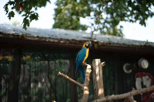 蓝黄色和绿色的鹦鹉，棕色木棍上 · 免费素材图片