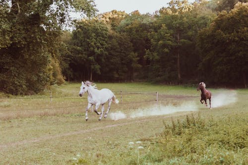 有关一起, 光, 动物学的免费素材图片