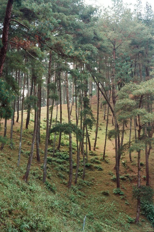 有关垂直拍摄, 天性, 户外的免费素材图片