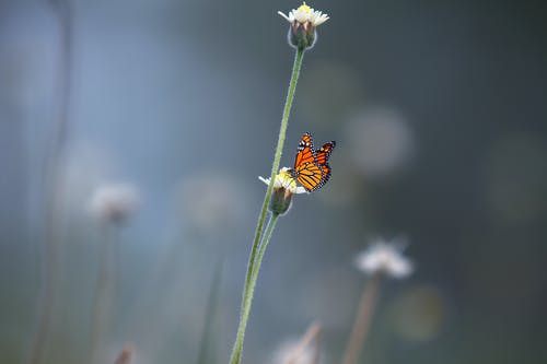 白色花瓣上的黑色和橙色蝴蝶 · 免费素材图片